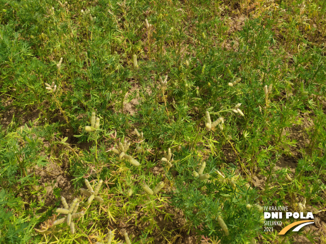 Zdjęcie 3. Łubinu wąskolistnego FURMAN z Hodowli Roślin SMOLICE na polu demonstracyjnym w Sielinku 04.07.2023