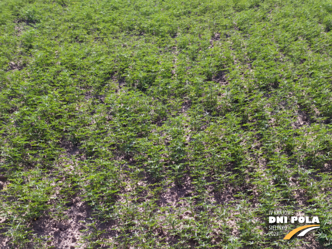 Zdjęcie 1. Łubinu wąskolistnego Furman z Hodowli Roślin SMOLICE na polu demonstracyjnym w Sielinku 22.05.2023