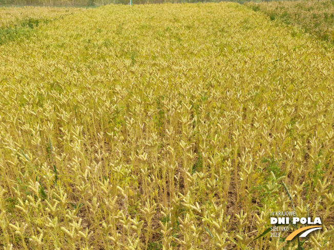 Zdjęcie 1. Łubinu wąskolistnego OSKAR z Hodowli Roślin SMOLICE na polu demonstracyjnym w Sielinku 04.07.2023