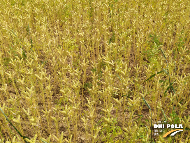 Zdjęcie 2. Łubinu wąskolistnego OSKAR z Hodowli Roślin SMOLICE na polu demonstracyjnym w Sielinku 04.07.2023