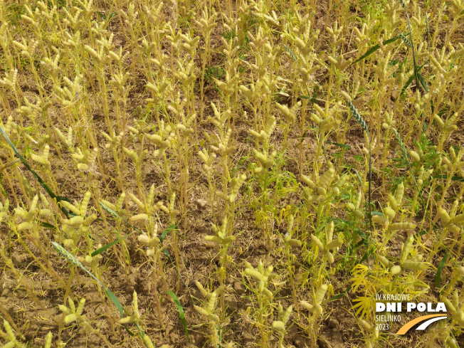 Zdjęcie 3. Łubinu wąskolistnego OSKAR z Hodowli Roślin SMOLICE na polu demonstracyjnym w Sielinku 04.07.2023