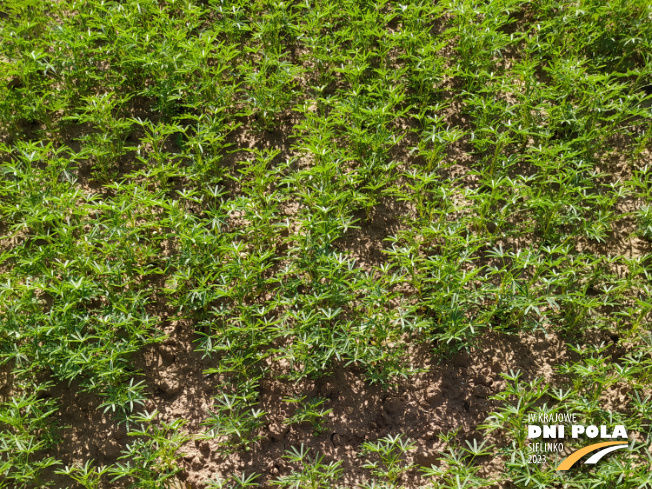 Zdjęcie 1. Łubinu wąskolistnego Oskar z Hodowli Roślin SMOLICE na polu demonstracyjnym w Sielinku 22.05.2023