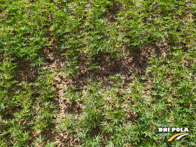 Zdjęcie 2. Łubinu wąskolistnego Oskar z Hodowli Roślin SMOLICE na polu demonstracyjnym w Sielinku 22.05.2023