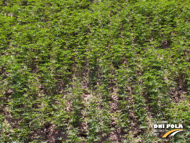 Zdjęcie 1. Łubinu wąskolistnego Regent z Hodowli Roślin SMOLICE na polu demonstracyjnym w Sielinku 22.05.2023