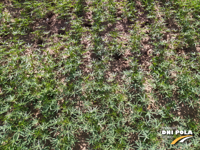 Zdjęcie 3. Łubinu wąskolistnego Regent z Hodowli Roślin SMOLICE na polu demonstracyjnym w Sielinku 22.05.2023
