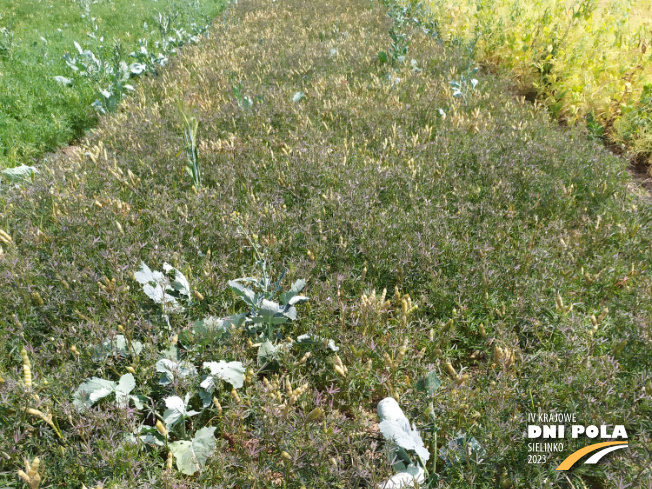 Zdjęcie 1. Łubinu wąskolistnego ROLAND (LOZ) z Hodowli Roślin SMOLICE na polu demonstracyjnym w Sielinku 04.07.2023