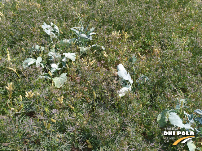 Zdjęcie 2. Łubinu wąskolistnego ROLAND (LOZ) z Hodowli Roślin SMOLICE na polu demonstracyjnym w Sielinku 04.07.2023