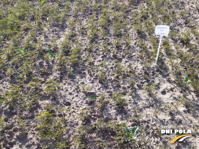 Zdjęcie 1. Łubinu wąskolistnego roland (LOZ) z Hodowli Roślin SMOLICE na polu demonstracyjnym w Sielinku 22.05.2023