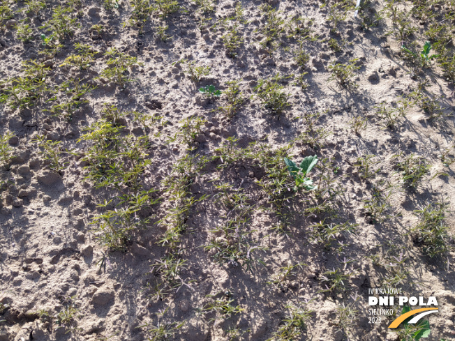 Zdjęcie 2. Łubinu wąskolistnego roland (LOZ) z Hodowli Roślin SMOLICE na polu demonstracyjnym w Sielinku 22.05.2023