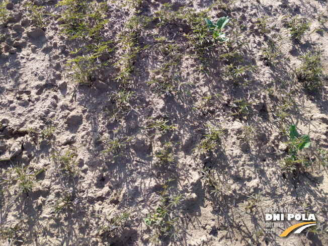 Zdjęcie 3. Łubinu wąskolistnego roland (LOZ) z Hodowli Roślin SMOLICE na polu demonstracyjnym w Sielinku 22.05.2023