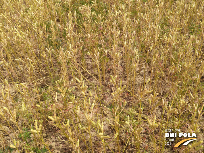 Zdjęcie 2. Łubinu wąskolistnego ROLAND z Hodowli Roślin SMOLICE na polu demonstracyjnym w Sielinku 04.07.2023