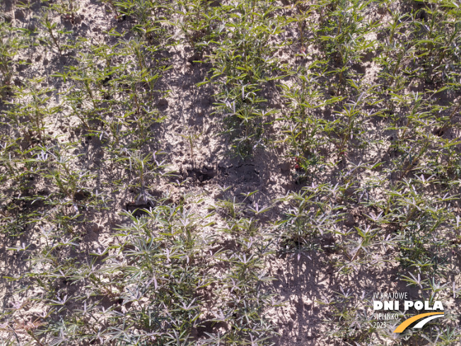 Zdjęcie 1. Łubinu wąskolistnego ROLAND z Hodowli Roślin SMOLICE na polu demonstracyjnym w Sielinku 22.05.2023