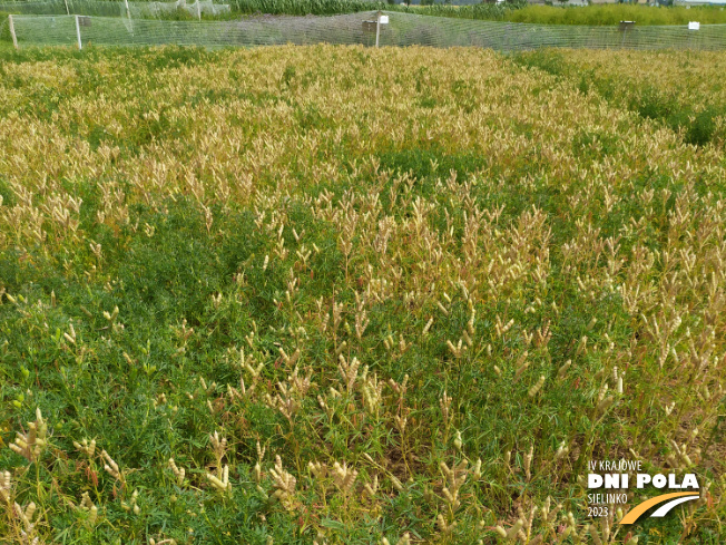 Zdjęcie 1. Łubinu wąskolistnego SM ORION z Hodowli Roślin SMOLICE na polu demonstracyjnym w Sielinku 04.07.2023