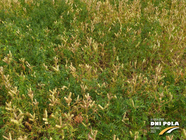 Zdjęcie 2. Łubinu wąskolistnego SM ORION z Hodowli Roślin SMOLICE na polu demonstracyjnym w Sielinku 04.07.2023
