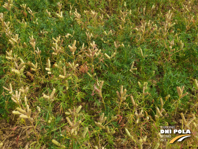 Zdjęcie 3. Łubinu wąskolistnego SM ORION z Hodowli Roślin SMOLICE na polu demonstracyjnym w Sielinku 04.07.2023