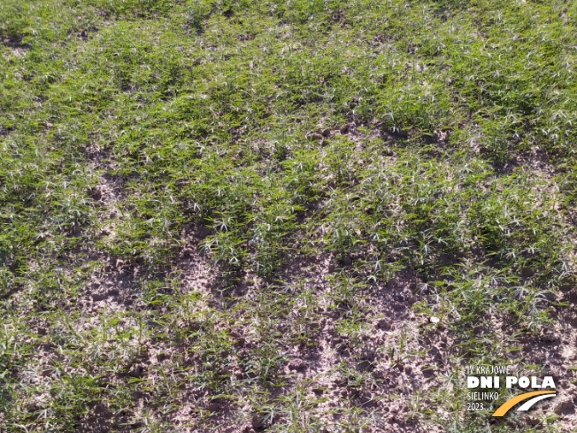 Zdjęcie 1. Łubinu wąskolistnego SM ORION z Hodowli Roślin SMOLICE na polu demonstracyjnym w Sielinku 22.05.2023