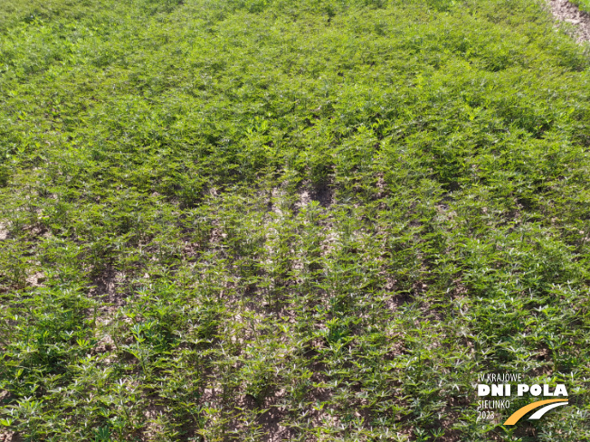 Zdjęcie 1. Łubinu wąskolistnego CARABOR z Saaten-Union na polu demonstracyjnym w Sielinku 22.05.2023