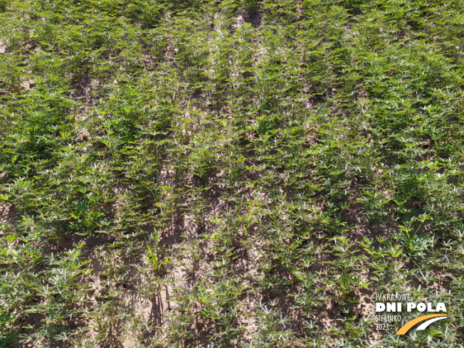 Zdjęcie 2. Łubinu wąskolistnego CARABOR z Saaten-Union na polu demonstracyjnym w Sielinku 22.05.2023
