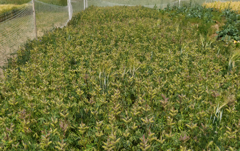 Zdjęcie Łubinu żółtego OCHRONA STANDARDOWA z Instytutu Ochrony Roślin na polu demonstracyjnym w Sielinku 04.07.2023