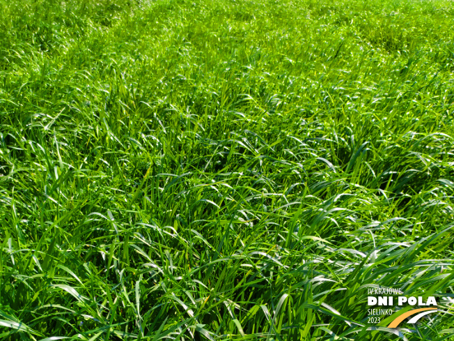 Zdjęcie 1. mieszanki łąkowej KŁ-5 z Granum na polu demonstracyjnym w Sielinku 20.04.2023