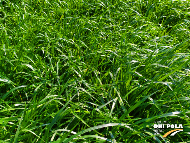 Zdjęcie 2. mieszanki łąkowej KŁ-5 z Granum na polu demonstracyjnym w Sielinku 20.04.2023