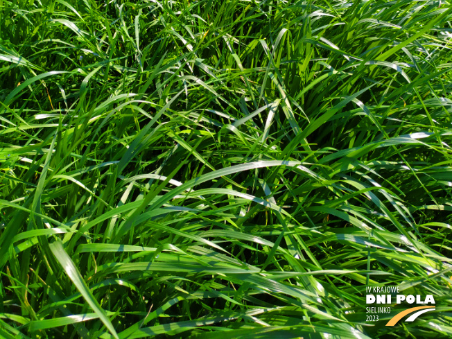 Zdjęcie 3. mieszanki łąkowej KŁ-5 z Granum na polu demonstracyjnym w Sielinku 20.04.2023