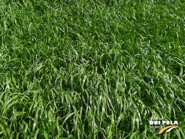 Zdjęcie 2. mieszanki łąkowej KŁ-5 z Granum na polu demonstracyjnym w Sielinku 22.05.2023