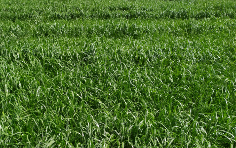 Zdjęcie mieszanki łąkowej KŁ-5 z Granum na polu demonstracyjnym w Sielinku 22.05.2023