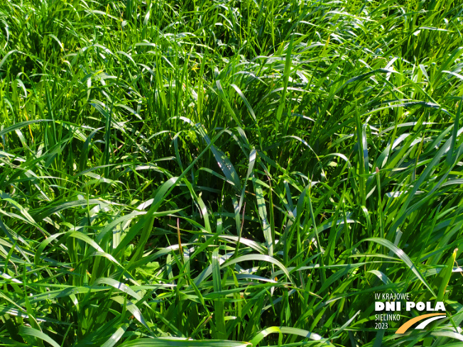 Zdjęcie 2. mieszanki łąkowej KS-11 z Granum na polu demonstracyjnym w Sielinku 20.04.2023