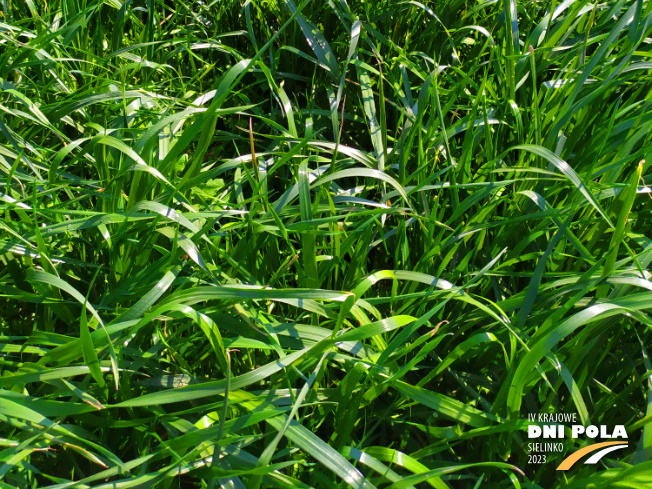 Zdjęcie 3. mieszanki łąkowej KS-11 z Granum na polu demonstracyjnym w Sielinku 20.04.2023