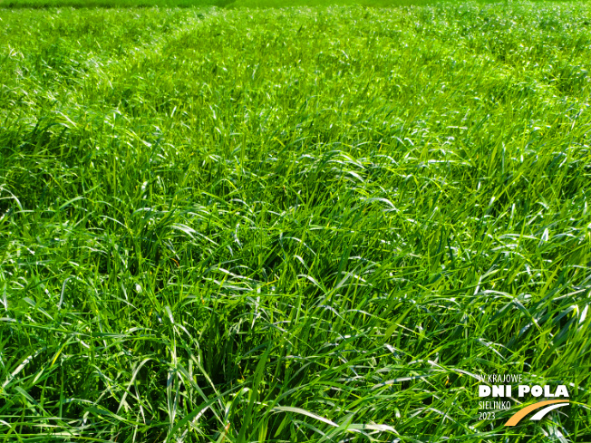 Zdjęcie 1. mieszanki łąkowej KS-12 z Granum na polu demonstracyjnym w Sielinku 20.04.2023