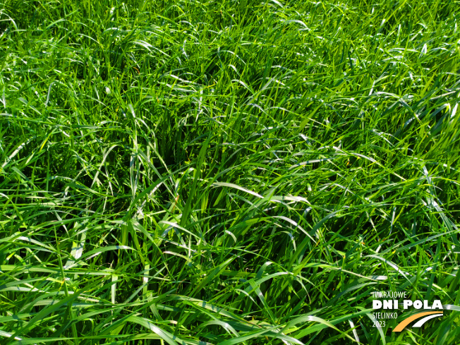 Zdjęcie 2. mieszanki łąkowej KS-12 z Granum na polu demonstracyjnym w Sielinku 20.04.2023