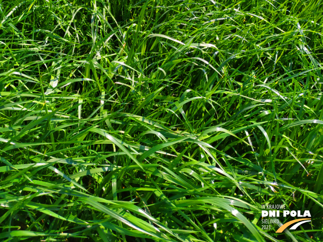 Zdjęcie 3. mieszanki łąkowej KS-12 z Granum na polu demonstracyjnym w Sielinku 20.04.2023