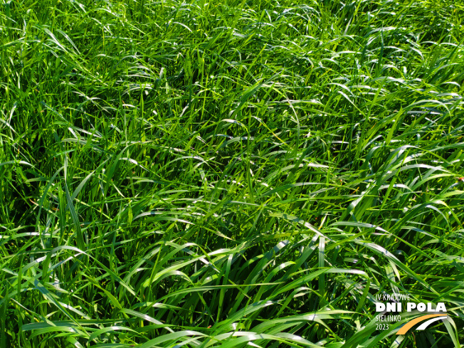 Zdjęcie 2. mieszanki łąkowej KS-13 z Granum na polu demonstracyjnym w Sielinku 20.04.2023