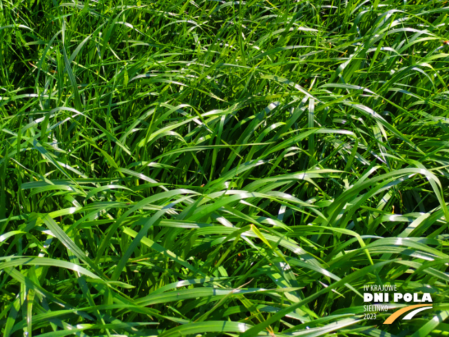 Zdjęcie 3. mieszanki łąkowej KS-13 z Granum na polu demonstracyjnym w Sielinku 20.04.2023
