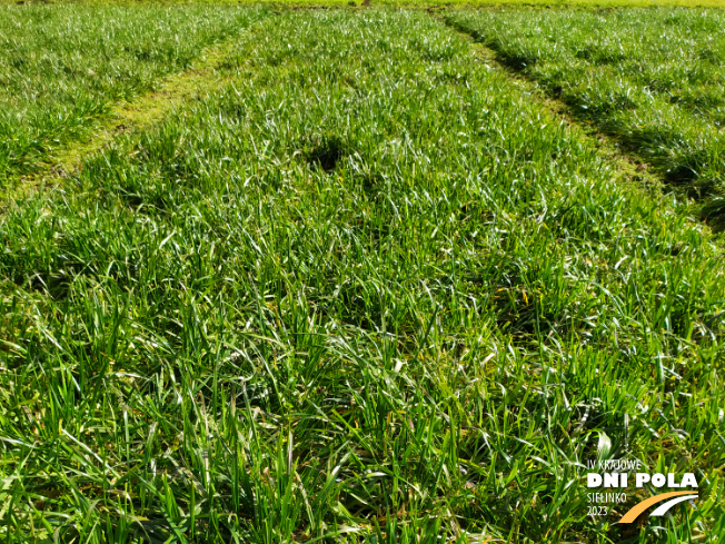 Zdjęcie 1. mieszanki traw G1 z AGRONAS na polu demonstracyjnym w Sielinku 16.03.2023