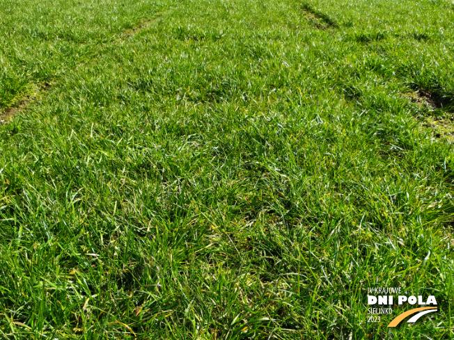 Zdjęcie 1. mieszanki traw KŁ-5 z Granum na polu demonstracyjnym w Sielinku 16.03.2023