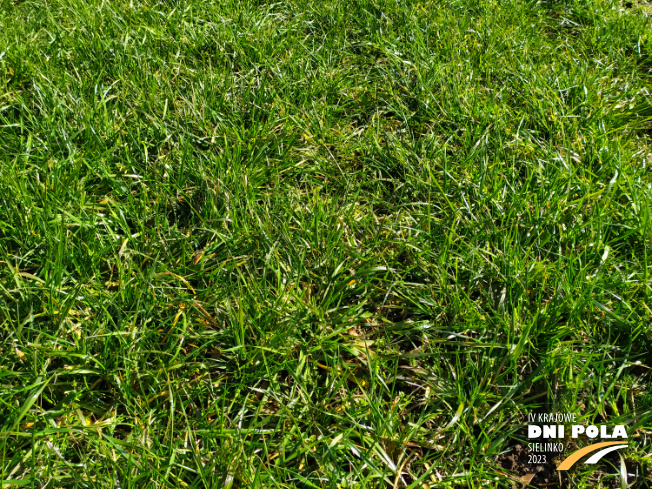 Zdjęcie 2. mieszanki traw KŁ-5 z Granum na polu demonstracyjnym w Sielinku 16.03.2023