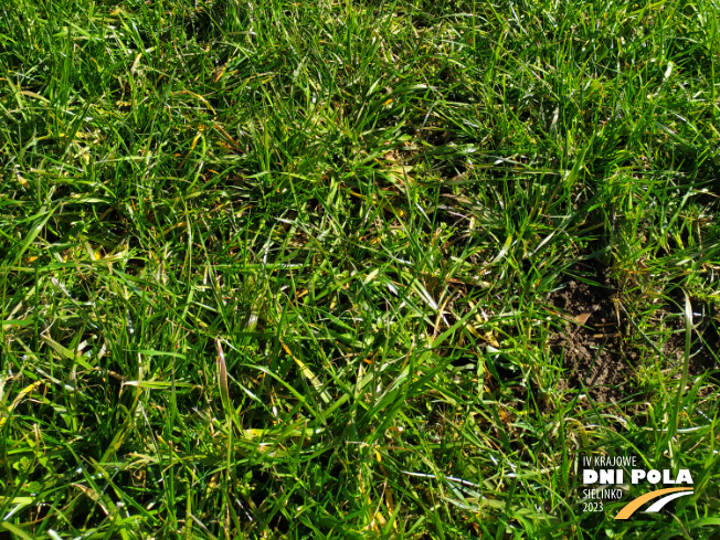 Zdjęcie 3. mieszanki traw KŁ-5 z Granum na polu demonstracyjnym w Sielinku 16.03.2023