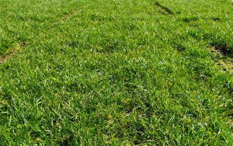 Zdjęcie mieszanki traw KŁ-5 z Granum na polu demonstracyjnym w Sielinku 16.03.2023