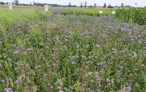 Zdjęcie mieszanki poplonowej TOP VITA NATURA z Top Farms na polu demonstracyjnym w Sielinku 04.07.2023