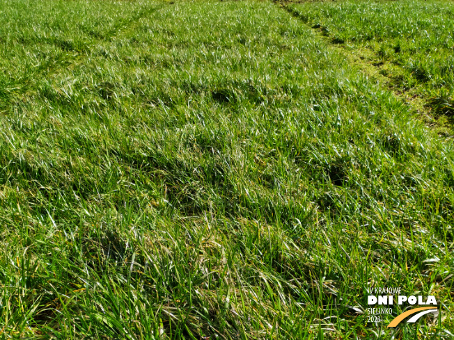 Zdjęcie 1. mieszanki traw Pastwiskowa bydło z AGRONAS na polu demonstracyjnym w Sielinku 16.03.2023