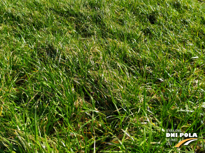 Zdjęcie 2. mieszanki traw Pastwiskowa bydło z AGRONAS na polu demonstracyjnym w Sielinku 16.03.2023