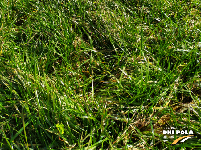 Zdjęcie 3. mieszanki traw Pastwiskowa bydło z AGRONAS na polu demonstracyjnym w Sielinku 16.03.2023
