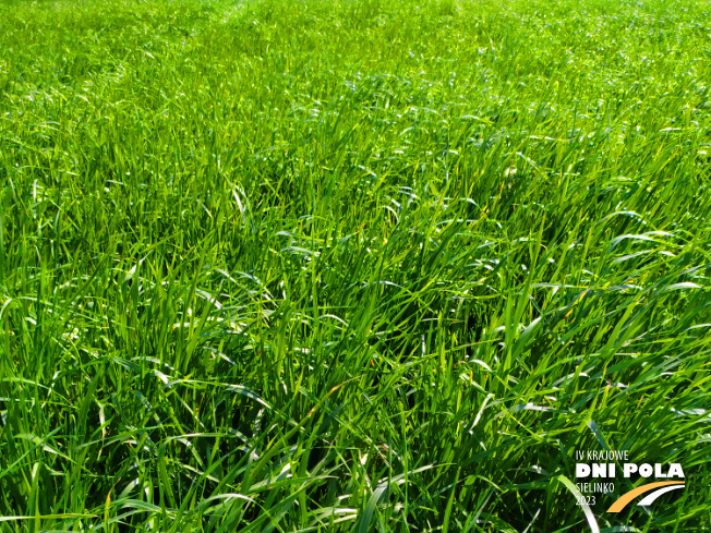 Zdjęcie 1. mieszanki traw Pastwiskowa bydło z AGRONAS na polu demonstracyjnym w Sielinku 20.04.2023