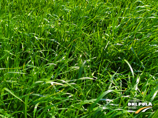 Zdjęcie 2. mieszanki traw Pastwiskowa bydło z AGRONAS na polu demonstracyjnym w Sielinku 20.04.2023