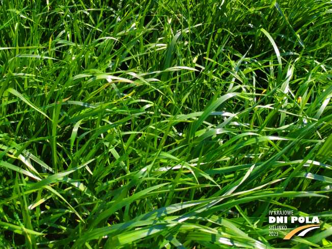 Zdjęcie 3. mieszanki traw Pastwiskowa bydło z AGRONAS na polu demonstracyjnym w Sielinku 20.04.2023