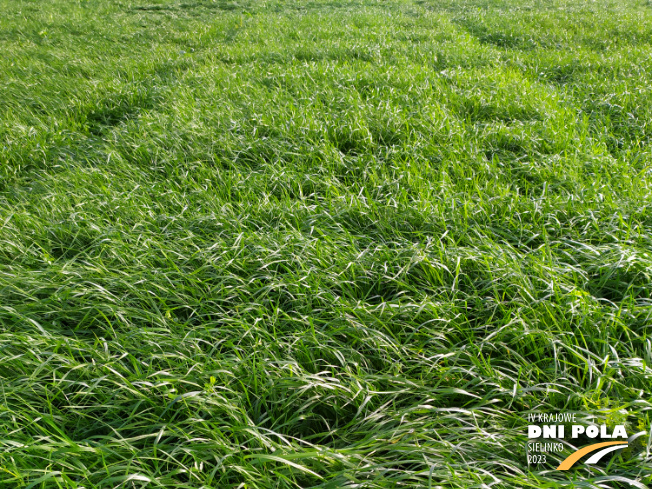 Zdjęcie 1. mieszanki traw Pastwiskowa bydło z AGRONAS na polu demonstracyjnym w Sielinku 28.11.2022