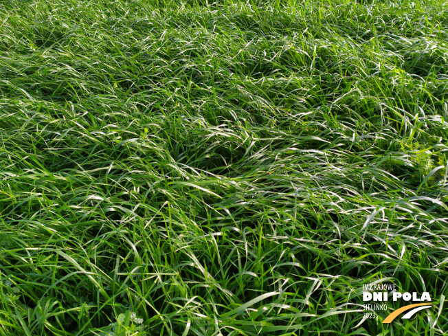 Zdjęcie 2. mieszanki traw Pastwiskowa bydło z AGRONAS na polu demonstracyjnym w Sielinku 28.11.2022