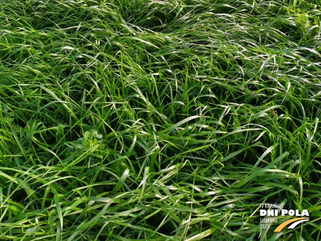 Zdjęcie 3. mieszanki traw Pastwiskowa bydło z AGRONAS na polu demonstracyjnym w Sielinku 28.11.2022